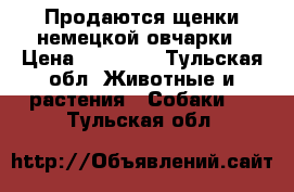 Продаются щенки немецкой овчарки › Цена ­ 10 000 - Тульская обл. Животные и растения » Собаки   . Тульская обл.